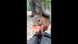 Белка чуть не упала, но морковку не бросила / The squirrel didn't throw the carrot