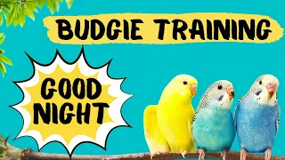 Teach your Budgie to say GOOD NIGHT, Budgie Talking Training, How to teach a budgie to talk