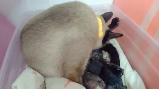 Cat Giving Birth / labor at panganganak ng pusa ( first time labor and giving birth)