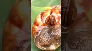 leech on snail. #short, #youtubeshorts, #leech, #snail.