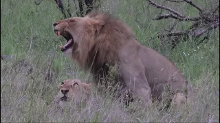 Mating Habits Of The African Lion