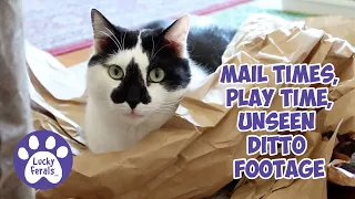 Mail Times, Play Time, Ditto Wearing A Cape - Lucky Ferals S5 E26 - Cat Video Compilation