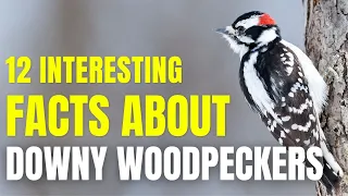 12 Facts About Downy Woodpeckers