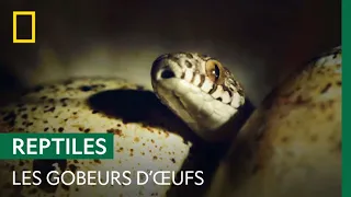 Ces serpents spécialisés dans le gobage d'œufs