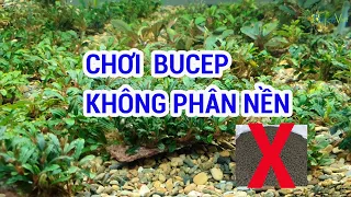 Chơi Bucep Nền Trơ | Bucep Viet