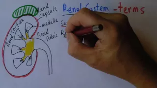 Medical terms  - urinary and renal combined version