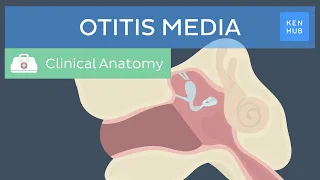 Middle ear infection (Otitis media): Definition, pathogenesis, symptoms and treatment | Kenhub