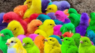 Catch Cute Chickens, Colorful Chickens, Rainbow Chicken,  Cute Cats ,Ducks ,Animals Cute #345
