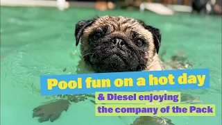 Diesel Enjoying the Company of the Pack | Pool Fun on a Hot Day