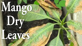 Mango🥭 Plant K Patte Dry Kyon Ho Jate Hain | Mango Plant Treatment | Kitchen Gardening