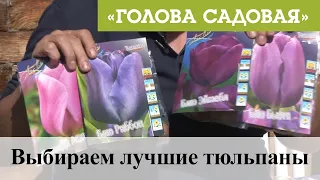 Голова садовая - Выбираем лучшие тюльпаны