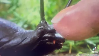 Slug Bite 🐌 Slugs (1988)