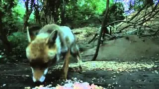 A very timid fox eats while buzzards fight