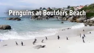 Penguins at Boulders Beach - Cape Town, South Africa