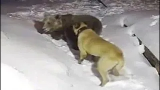 Kangal vs Bear Attack | Kangal Dog fight against Bear
