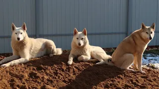 Кризис наступает/Белкунья сбегает/