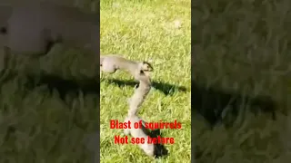 Blast of squirrelsNot see before #viralvideo #youtubeshorts #viralvlogvideo2023baby squirrel