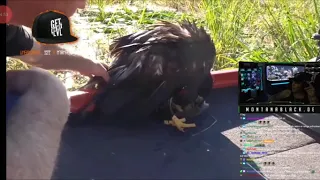 Monte reagiert auf ein Adler, dessen Leben gerettet wird