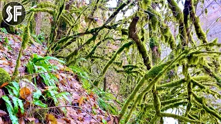 Walk through the Dense Forest with Calm Music. 6 minutes for Pacification. Ultra HD 4K video