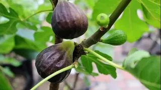 2019 Summer Solstice Fig Orchard Tour: Fruit Set