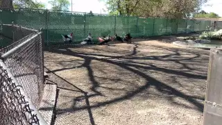 Peacock vs Turkeys