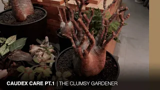 Caudex care tips in Hong Kong | THE CLUMSY GARDENER