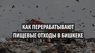 Как перерабатывают пищевые отходы в Бишкеке