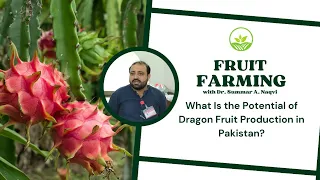 Dragon Fruit Production