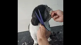 Pet's full grooming tutorial....