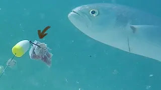 I Filmed! My CUT BAIT Underwater And This Is What I Saw