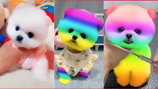 💓Tiktok cho phoc soc mini funny and cute#04😍|Tiktok-Funny and cute Pomeranian videos|有趣的博美犬視頻_博美犬視頻