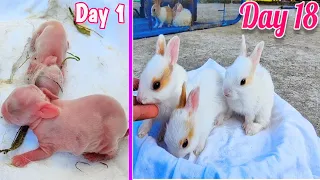 Rabbit Growth - Baby Rabbits Grow Up From Newborn To 18 Days