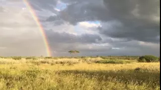 Слепой дождь в Калахари