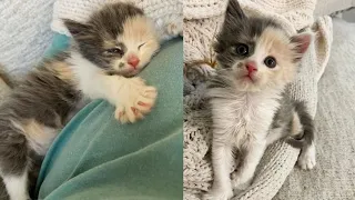 Kitten Born Outside Grows Up Clinging to Her People So She Won't Be Alone Again