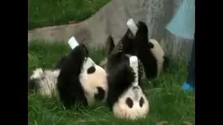 Little Pandas drinking milk. Панды пьют молоко, прям как дети.