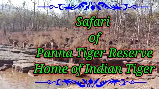 Panna National Reserve - Wildlife Documentary | Panna National Park |Home of Indian Tigers