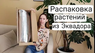 Распаковка ЗИМОЙ растений из ЭКВАДОРА  | Живы ли Антуриумы?