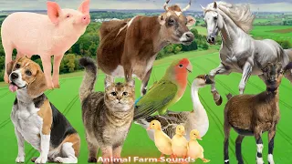 Happy Animal Moment: Cow, Cat, Chicken, Dog, Duck, Pig, Horse, Goat, Buffalo, Bird - Animal Paradise
