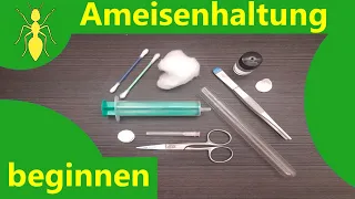 Mit der Ameisenhaltung beginnen. Was braucht man, um Ameisen zu Halten?