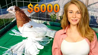 Я дала за $20,000 долларов! Двухчубые голуби. Tauben. Pigeons. Palomas. Pombos. 비둘기.