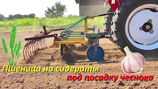 Посев ПШЕНИЦЫ под ЧЕСНОК !!!