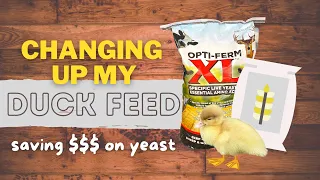 CHANGING UP WHAT I'M FEEDING MY MUSCOVY DUCKS (nutritional yeast for ducks + why ducks need niacin)