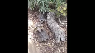 Turtle sex at the san Diego zoo