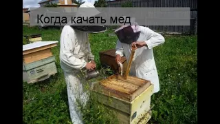 Когда качать мед