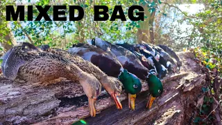 Migration Day Mixed Bag: Maryland Duck Hunting