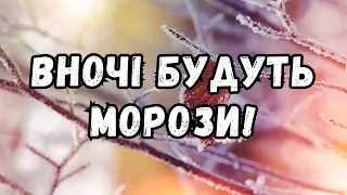 УВАГА! В Україні вдарять сильні заморозки: синоптики назвали дату й попередили про небезпеку!