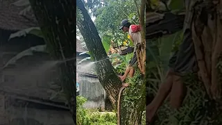 Operator maestro chainsaw felling trembesi trees
