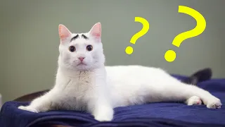 Funniest Cat Compilation 2019 | Cats Are So Funny You Will Die Laughing