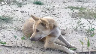 Bella was sad to stay alone at home || # 1535 Nature Show