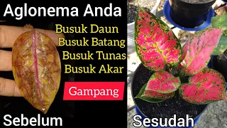 Cara Atasi Aglonema Busuk Daun, Batang, Tunas, dan Akar..!! Begini Solusi Aglonema Busuk Daun Batang